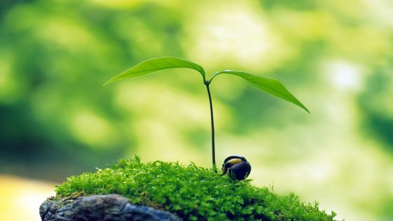 Little-Growing-Tree